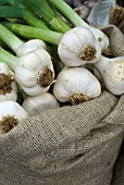 GARLIC HARVEST