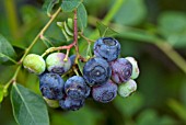 BLUEBERRIES - VACCINIUM