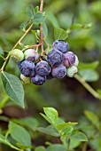 BLUBERRIES - VACCINIUM