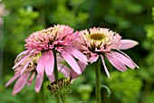 ECHINACEA PURPUREA PINK DOUBLE DELIGHT