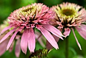 ECHINACEA PURPUREA PINK DOUBLE DELIGHT