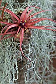 TILLANDSIA TECTOKUM