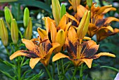 LILIUM HYBRID - ORANGE ART