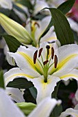 LILIUM LEGEND, (LILLY LEGEND)