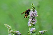 VOLUCELLA ZONARIA - HOVERFLY ON NEPETA