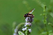 HOVERFLY ON MINT FLOWER - VOLUCELLA ZONARIA