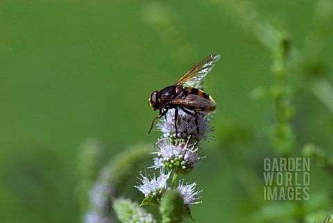 HOVERFLY_ON_MINT_FLOWER__VOLUCELLA_ZONARIA