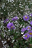 ASTER WITH GYPSOPHILA