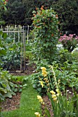 ALLOTMENT GARDENS