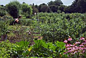 ALLOTMENT GARDENS IN SUMMER