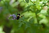 HOVERFLY ON NEPETA - VOLUCELLA PELLUCENS