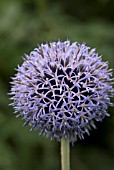 ERYNGIUM BOURGATII