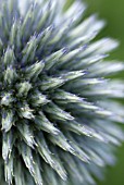 ERYNGIUM BOURGATII