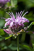 MONARDA BRADBURYANA