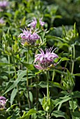 MONARDA BRADBURYANA