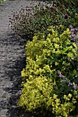 ALCHEMILLA MOLLIS WITH SANGUISORBA OFFICINALIS