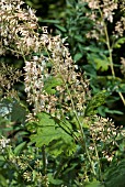 MACLEAYA X KEWENSIS