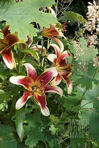 COMBINATION_OF_LILIUM_RED_DUTCH_WITH_MACLEAYA_X_KEWENSIS