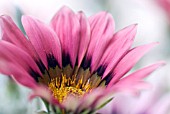 GAZANIA SHOWING PETAL AND STAMEN DETAIL