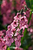 DIASCIA PERSONATA