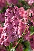 DIASCIA PERSONATA