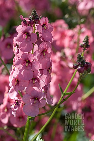 DIASCIA_PERSONATA