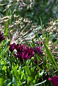 OSTEOSPERMUM SUNNY MARY WITH ALLIUM CRISTOPHII