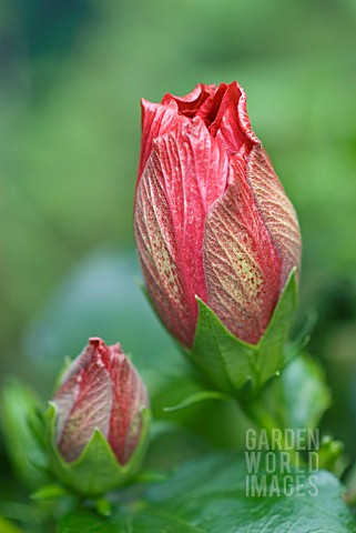 HIBISCUS_BUDS