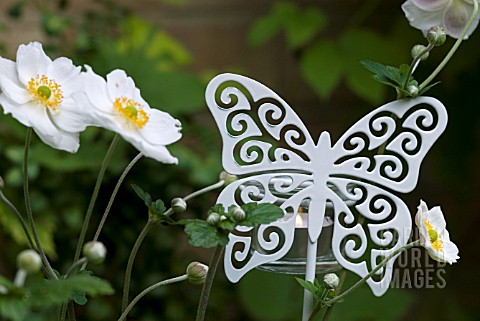 BUTTERFLY_TEA_LIGHT_HOLDER_WITH_JAPANESE_ANEMONE__ANEMONE_HUPHENSIS