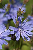 CICHORIUM INTYBUS