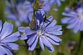 CICHORIUM INTYBUS