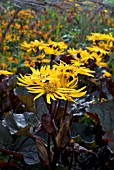 LIGULARIA MARIE CRAWFORD