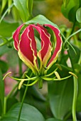 GLORIOSA ROTHCHILDIANA