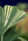 GINKGO BILOBA VARIEGATA