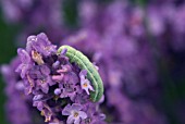 CATERPILLAR ON LAVENDER