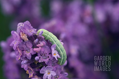 CATERPILLAR_ON_LAVENDER