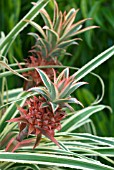 ANANAS COMESUS VARIEGATA