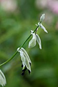 SALVIA DISCOLOR