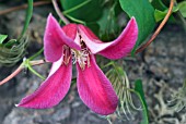 CLEMATIS TEXENSIS PRINCESS DIANA