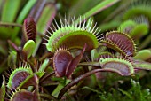 DIONAEA MUSCIPULA ROYAL RED