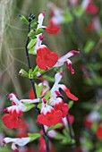 SALVIA HOT LIPS