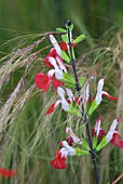 SALVIA HOT LIPS WITH STIPA