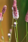 SANGUISORBA PINK TANNA