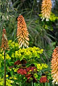 COMBINATION OF KNIPHOFIA, EUPHORBIA AND HELENIUM