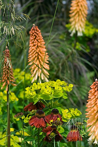 COMBINATION_OF_KNIPHOFIA_EUPHORBIA_AND_HELENIUM