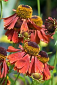 HELENIUM MOERHEIM BEAUTY