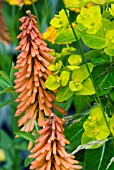 KNIPHOFIA TAWNY KING EUPHORBIA CORNIGERA