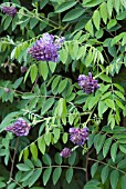 WISTERIA FRUTESCENS LONGWOOD PURPLE