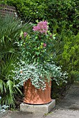 SUMMER POT WITH HELICHRYSUM PETIOLARE AND FUCHSIA ARBORESCENS