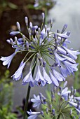 AGAPANTHUS SILVER MIST